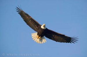 eagle-soaring eagle-soaring