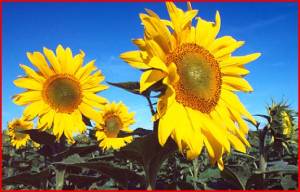 sunflowersfrance