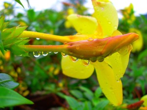 aftertherain aftertherain