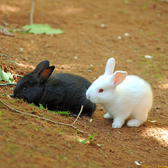 babyrabbits