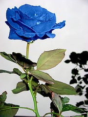 bluerose bluerose