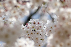 cherryblossom cherryblossom