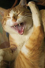 laughingcat laughingcat