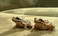twofrogs