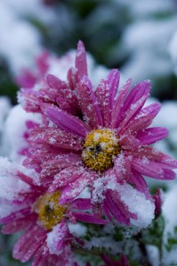 flowerinsnow