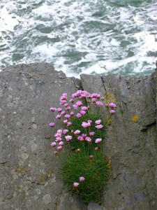 floweronthecliff floweronthecliff