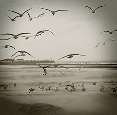 learntofly learntofly