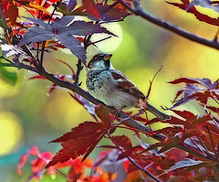 littlething littlething