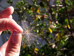 littlething1 littlething1