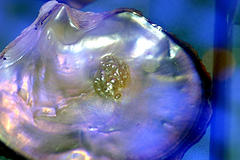 pearlsinoyster pearlsinoyster