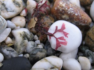 whitepebble whitepebble