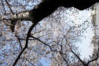 cherry-tree-jefferson-memorial cherry-tree-jefferson-memorial