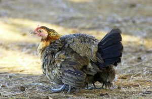 love-protection2 love-protection2