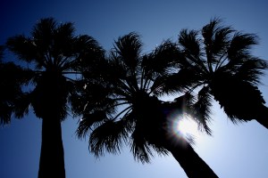 palms-silhouette palms-silhouette