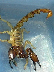 scorpion1 scorpion1