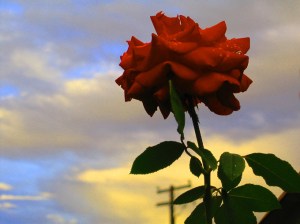tall rose