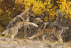 twowolves1 twowolves1