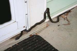 Vị khách không mời