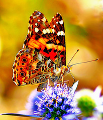 butterfly