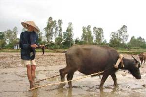 CayRuong-01 CayRuong-01