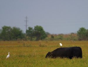 Cow & Egret