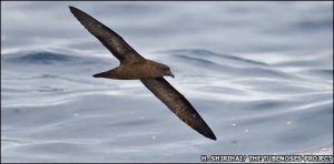 fijipetreljpg fijipetreljpg