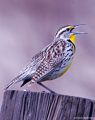 meadowlark meadowlark