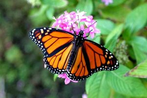Monarch_Butterfly Monarch_Butterfly