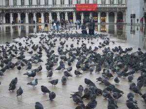 Bồ câu ở Ý.  Luật Ý cấm cho bồ câu ăn vì chúng tự do quá :-)