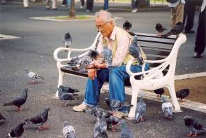 Chim bồ câu ở Nhật