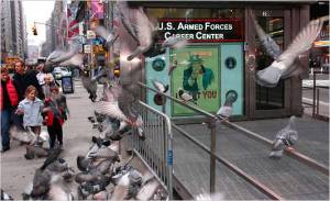 Bồ câu ở New York