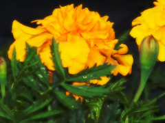 vantho-merigold vantho-merigold