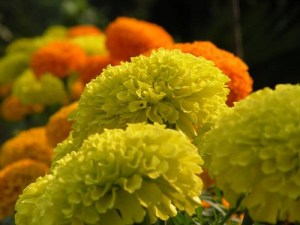 vantho-merrigold vantho-merrigold