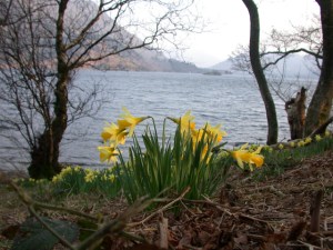 daffodils 2