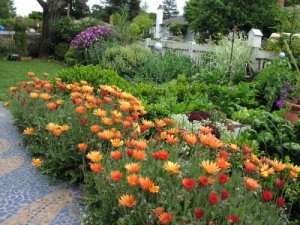 frontyard1 frontyard1