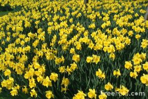 Daffodils