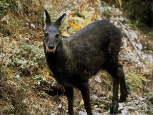 MuskDeer Musk deer