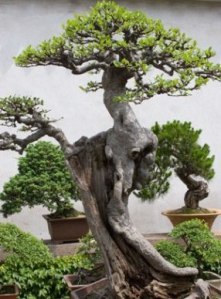 bonsai-tree
