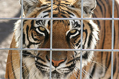 caged tiger