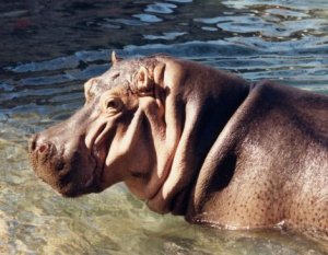 hippo hippo
