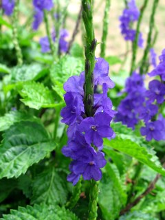 hoa bâng khuâng đúng 1