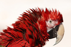 rufflemyfeather rufflemyfeather