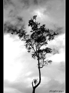 taynguyen3 taynguyen3