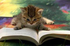CatReadingBook