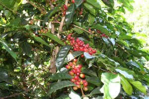coffee cherries on tree