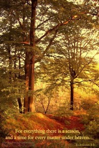 for-everything-there-is-a-season for-everything-there-is-a-season