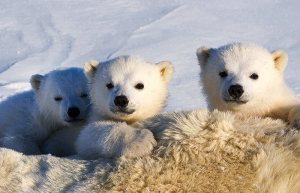 sleeping bears sleeping bears