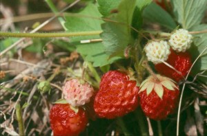 wild strawberry
