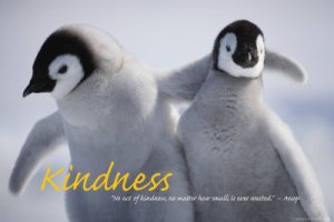 kindness kindness