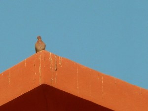pigeononroof
